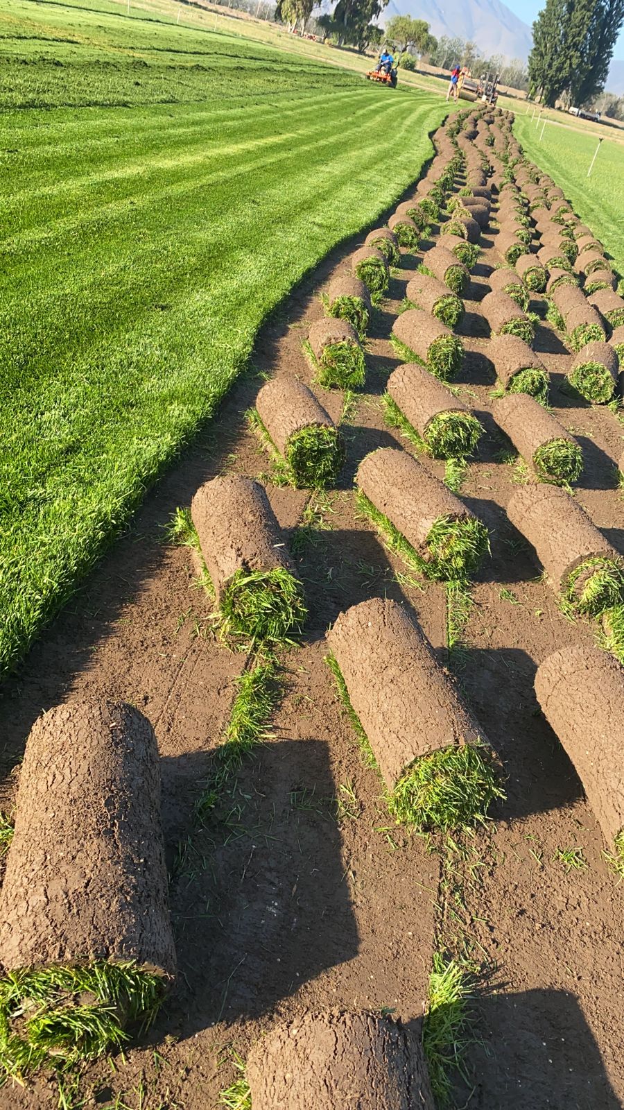 Lee más sobre el artículo ¿Pastos naturales o sintéticos? La verdad que nadie te dice