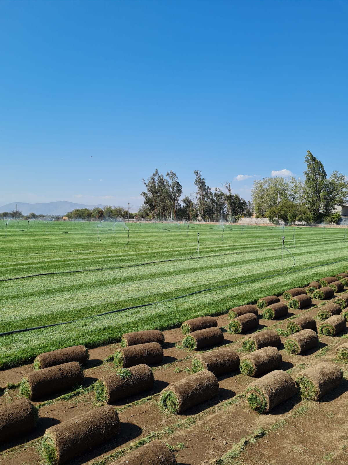 Lee más sobre el artículo El costo oculto del pasto artificial: lo que no te cuentan las empresas