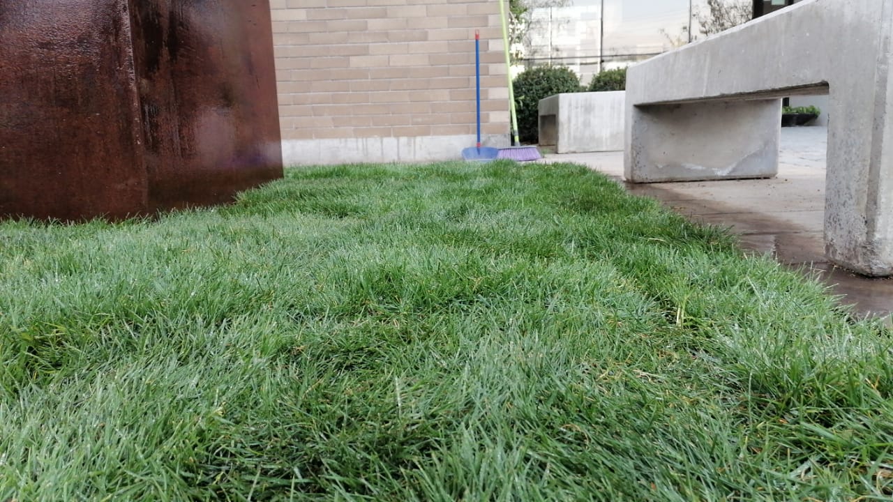 alfombra de pasto natural